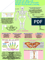 Sistema Esqueletico Apendicular