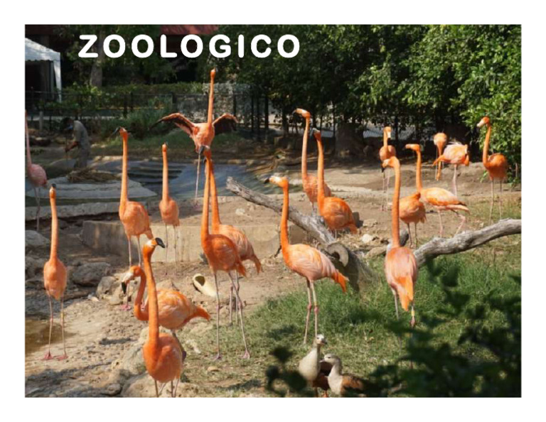 ZOOLOGICO | PDF