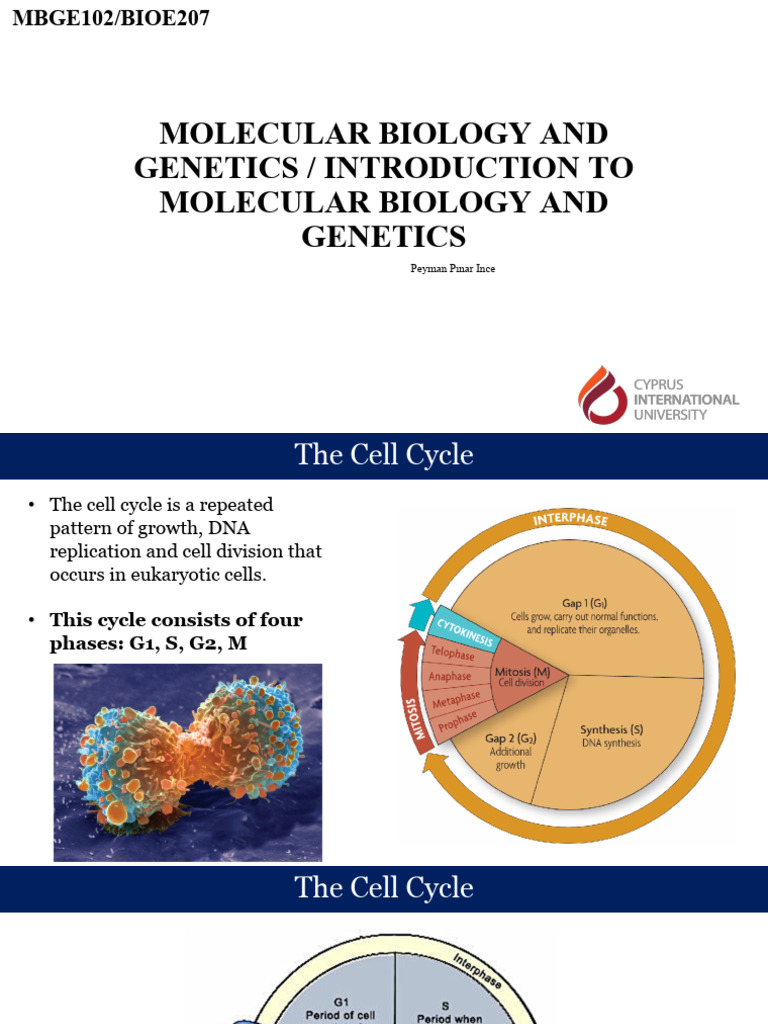 Overview of the Cell Cycle and Mitosis | PDF | Mitosis | Chromosome