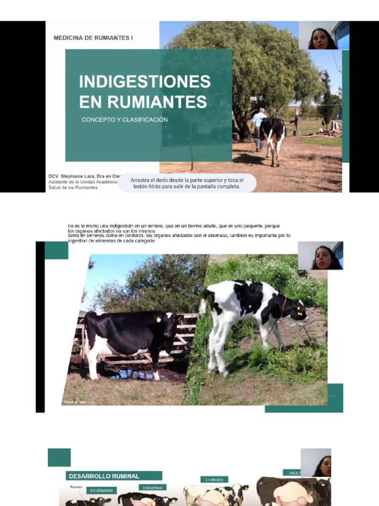 Enfermedades Rumenales en Ganado Bovino | PDF | Alimentos | Vacas