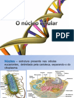 Nucleo Celular