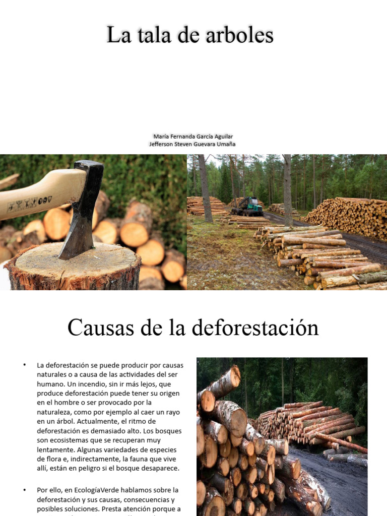 La Tala de Arboles | PDF | Deforestación | Los bosques