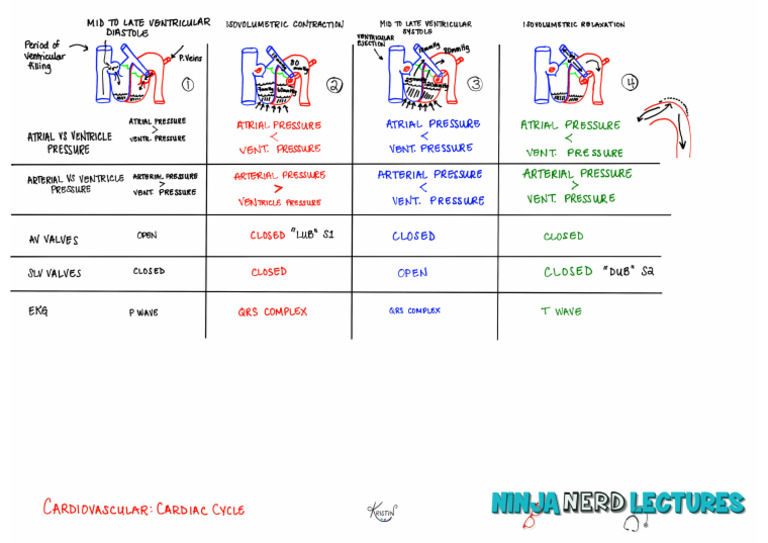 Cardiovascular Physiology) 08 Cardiac Cycle - Key | PDF
