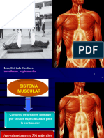 Anatomia SistemaMuscular