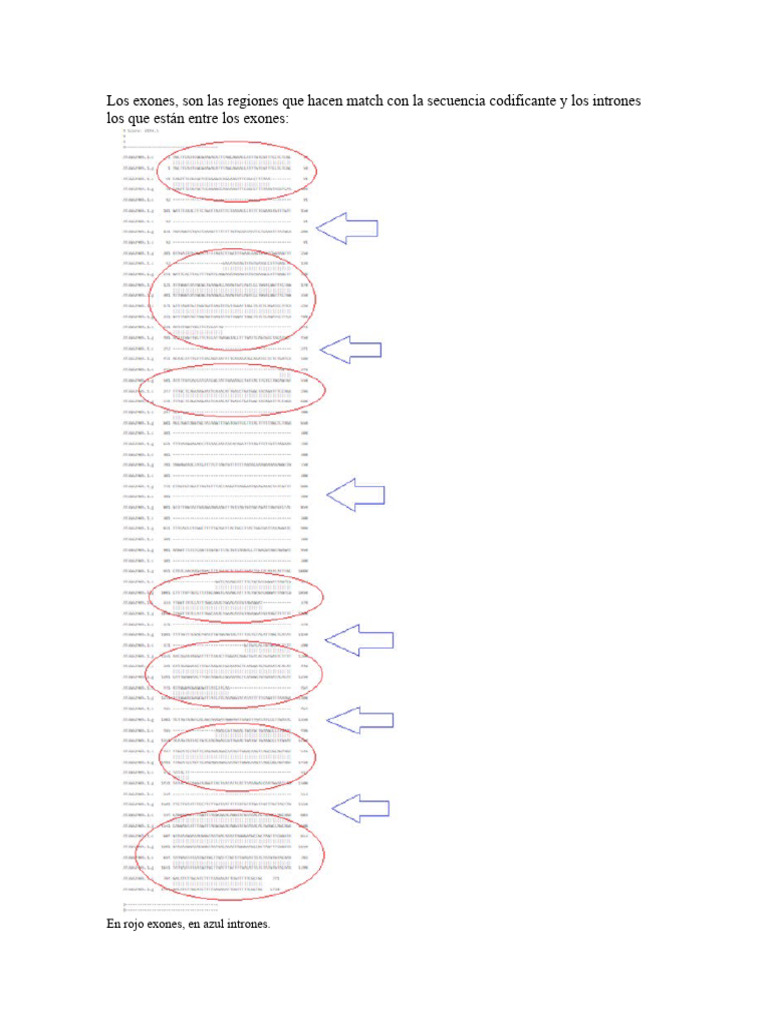 Exones e Intrones: Definición y Relación | PDF