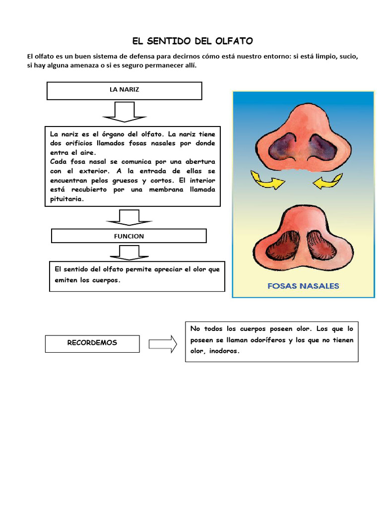 Los Sentidos Gusto Y Olfato Pdf Gusto Sistema Nervioso