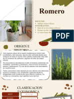 Planta - Romero - Exposicion (1) ¿