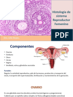 Histologia Sistema Reproductor Femenino