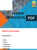 Fluido Extracelular (FEC)
