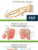 Nervio Axilar y Radial Anatomía