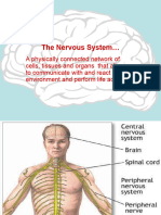The Nervous System M1 202021