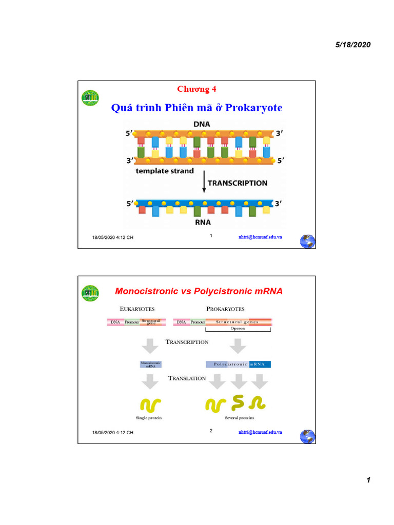 Chuong 4 Qua Trinh Phien Ma o Prokaryote | PDF