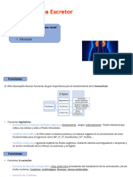 Organización Del Sistema Renal