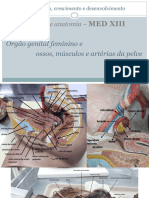 Órgão Genital Feminino e Ossos, Músculo e Artérias Da Pelve