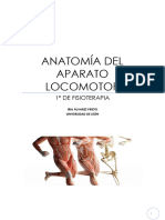 Anatomía Del Aparato Locomotor