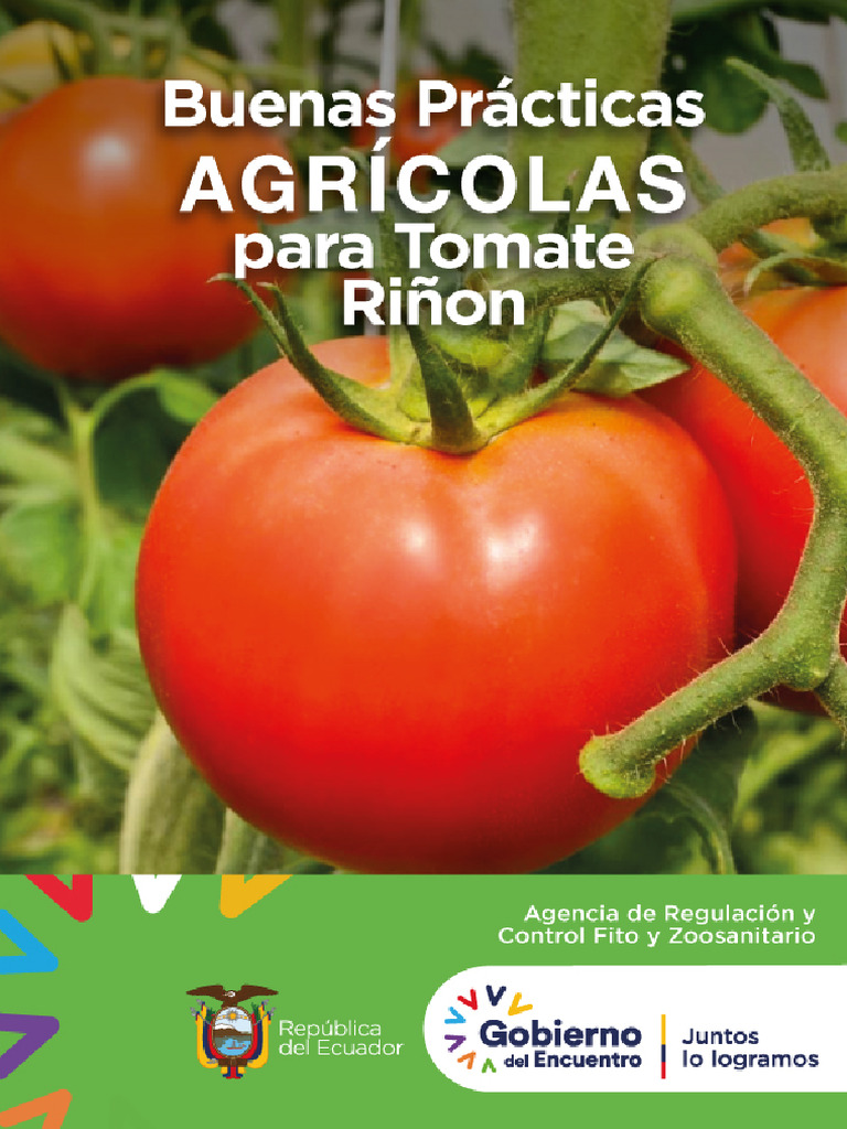 Buenas Prácticas Agrícolas para Tomate | PDF | Agua | Riego