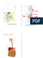 Schémas Sur La Digestion de 6ième