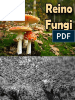 Fungos - Características Gerais