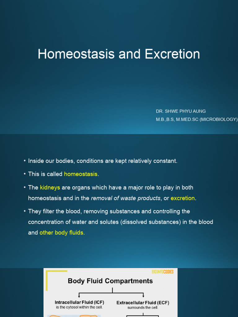 Homeostasis And Excretion Pdf Kidney Physiology