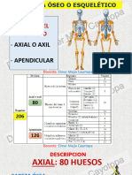 Esqueleto Axial 2024