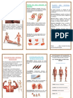 Triptico Sistema Muscular