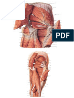 Anatomia UC19
