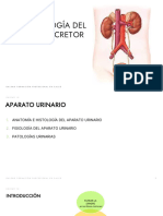 TEMA 10 Parte II Excretor