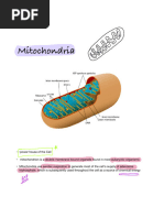 Notability Notes