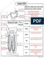 GCSE Teeth Worksheet B W Updated 12.45.15 PM