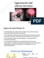 Clase 3 Organización Sistema Nervioso Señales Eléctricas, Sinapsis