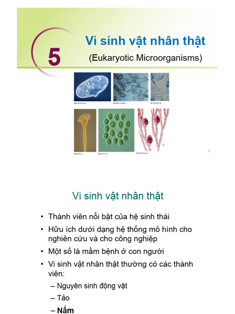 Vi Sinh Vật Nhân Thật - 2023 | PDF