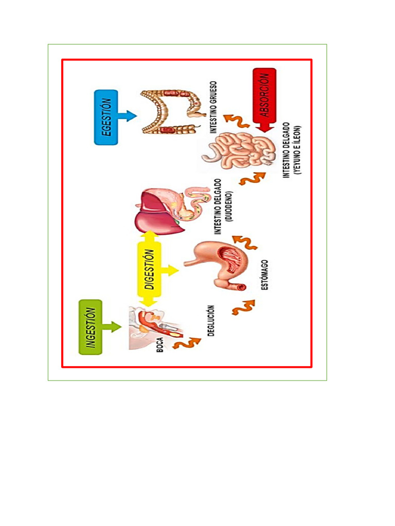 Imagen Proceso De Digestión Pdf