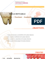 Piezas Dentarias, Clasificación, Funciones, Anatomia - Nueva