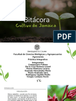 Bitácora de Cultivo de Jamaica 