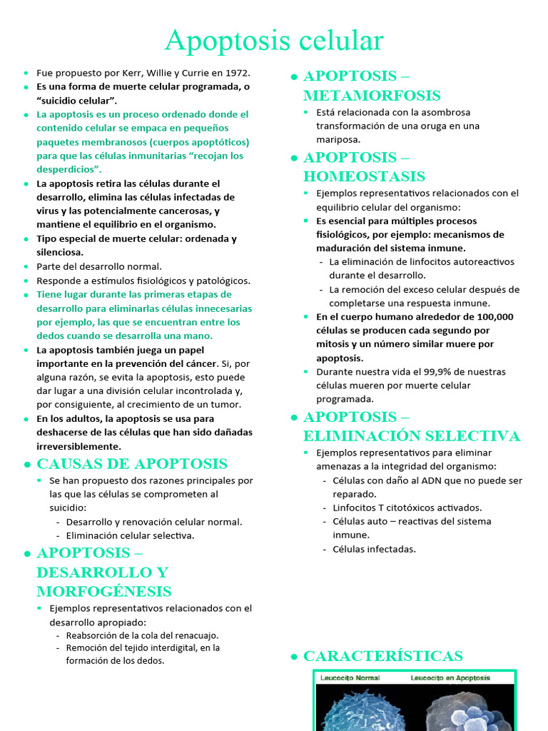 Apoptosis Celular | PDF | Apoptosis | Cáncer