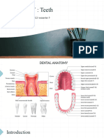 Anatomy Teeth