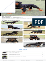 Rottweiler - Pesquisa Google