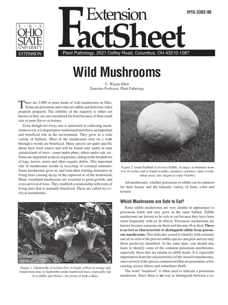 Ohio Mushrooms Mushroom Edible Mushroom