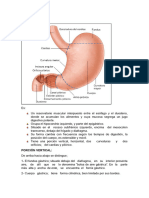 Estómago-Anatomia - Irrigacion Venosa, Arterial y Nerviosa - Nodulos Linfaticos y Mucosa Gastrica