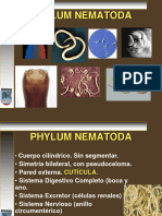9 Phylum Nemátoda