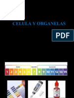 Celula y Organelas