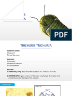 T. Trichuria