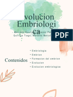 Evolucion Embriologica