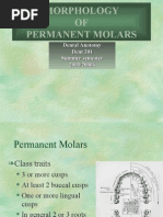 Morphology of Molars