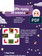 The Life Cycle of Ladybird Kel 2 - 20240425 - 081836 - 0000