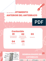 Compartimiento Anterior Del Antebrazo