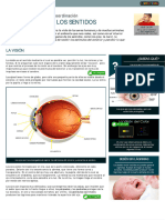 Los Órganos de Los Sentidos: Cuerpo Humano y Salud: Coordinación