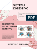 Sistema Digestivo