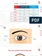 1.2 Stimuli and Responses in Humans