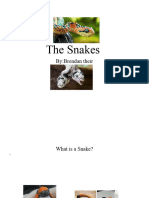 The Snakes: By:Brendan Their